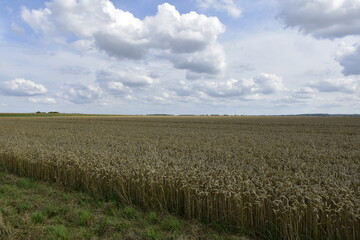 Landschaft und Felder bei Salzgitter