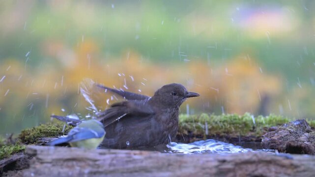 Blackbird Turdus merula bathing in the forest with a beautiful background. Slow motion. Songbird close-up.