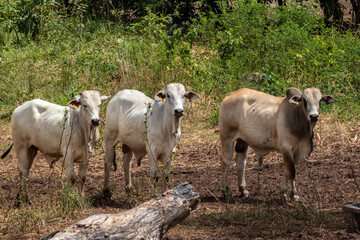 Herd of Nelore cattle grazing in a pasture on the brazilian ranch