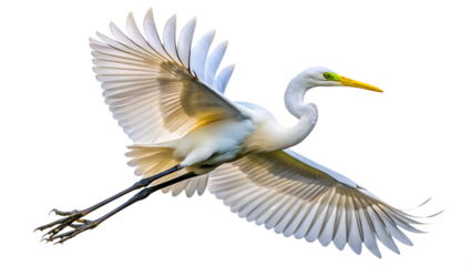 beautiful eastern great egret flying isolated on white background, png, ai generated.