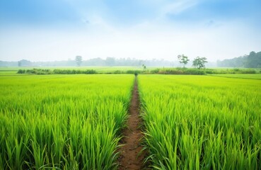 Green sawah rice fields stretch towards horizon, with narrow dirt pathway leading through vibrant, swaying rice plants under soft blue sky. Serene agricultural landscape evokes sense of peace,