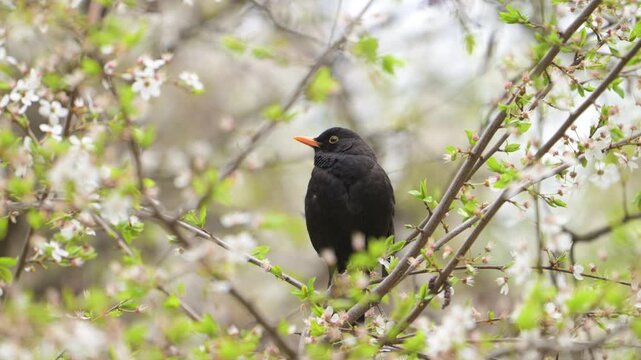 Blackbird Turdus merula sitting on a blooming tree in spring. Slow motion. Close-up.