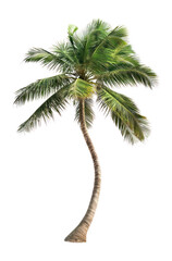 PNG Bended palm tree background isolated symbol.