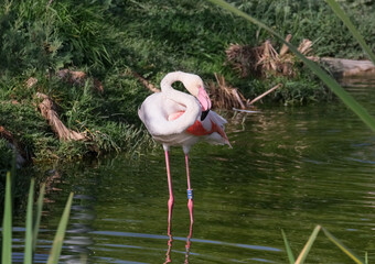 Greater flamingo (lat.- Phoenicopterus roseus)