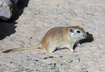 Fat sand rat (lat.- Psammomys obesus)