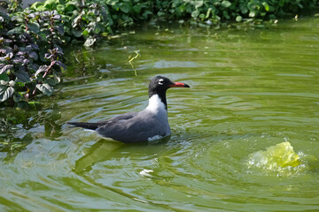 Laughing gull (lat.- Larus atricilla)