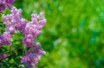 Pink lilac blooms in the Botanical garden

