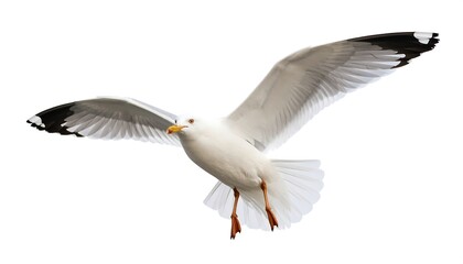 Obraz premium Seagull in flight against white