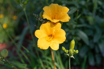 Flowering lily. Daylily blossom. Violet day lily garden flower growing under sunlight. Daylily flower in nature. Summer nature. Yellow inflorescences of flowering lily. Flower of daylily yellow color