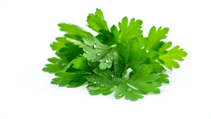 Close-up of a fresh bunch of green parsley leaves with water droplets, isolated on a plain white background