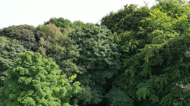 Salford Manchester England Park Drone Landscape aerial Reveal Over Tree tops Heaton 