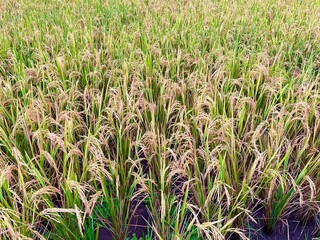 Rice field view. Rice that is not milled is known as padi or is referred to as unhulled rice...