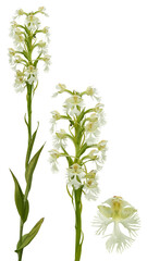 Platanthera leucophaea known as Prairie White-Fringed Orchid or Eastern Prairie Fringed Orchid Rare Native North American Prairie Wildflower
