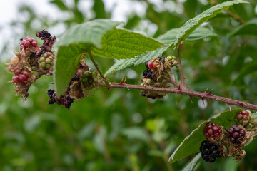 Desiccated blackberries being eaten by a wasp. Copy space.
