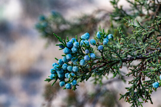 Juniper branch with blue berries in focus