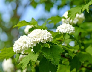 Blossoming white flowers in spring