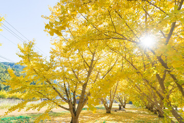 青空とイチョウ並木（大分県日田市）