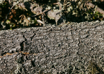 Close up of tree bark