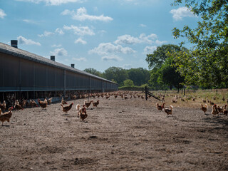 Commercial Chicken Operation