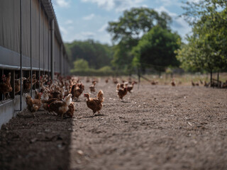 Large Scale Poultry