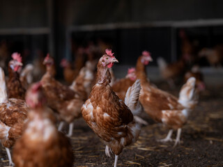 Chicken in Barn