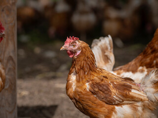 Chicken Head Portrait