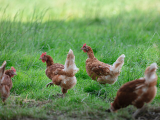 Chickens in Tall Grass