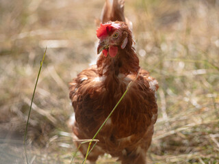 Rural Chicken Portrait