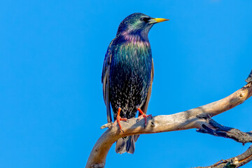 Common Starling on tree branch glistening in the morning light