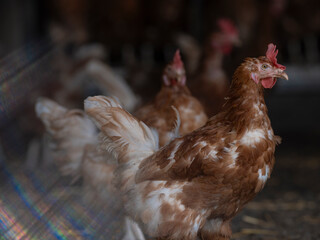 Ruffled Feather Chicken