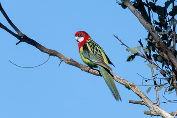 Eastern Rosella on a tree branch