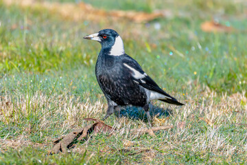 Australian Magpie on the grass in the morning dew