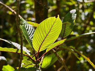 young kratom leaves in the morning
