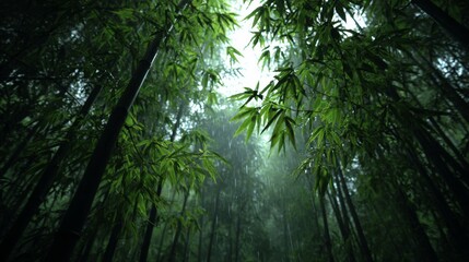 Naklejka premium Tranquil Bamboo Forest with Gentle Rainfall