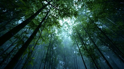 Fototapeta premium Lush Bamboo Forest Under Rainy Sky