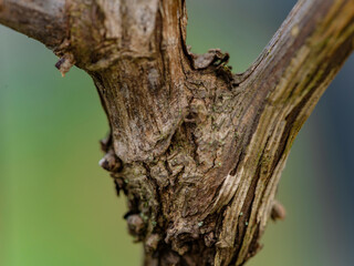 Vine Trunk Texture