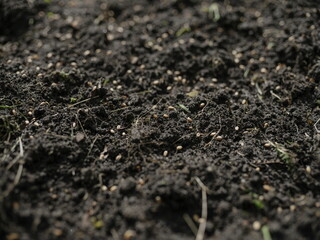 Seeded Soil Surface
