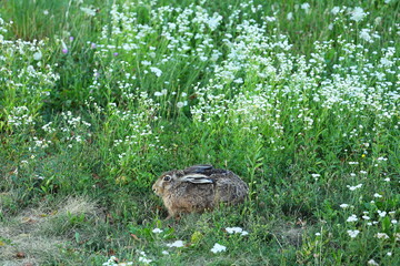 wild hare, brown rabbit, sitting hare, meadow, wildflowers, nature, green grass, summer field,...