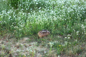 wild hare, brown rabbit, sitting hare, meadow, wildflowers, nature, green grass, summer field, wildlife, animal in the wild, ears up, alert rabbit, close-up, European hare, environment, outdoor, ecolo