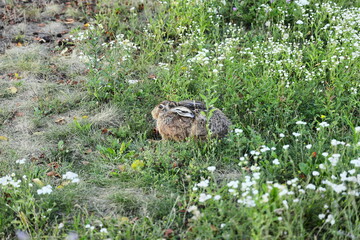wild hare, brown rabbit, sitting hare, meadow, wildflowers, nature, green grass, summer field,...