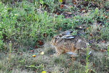 wild hare, brown rabbit, sitting hare, meadow, wildflowers, nature, green grass, summer field, wildlife, animal in the wild, ears up, alert rabbit, close-up, European hare, environment, outdoor, ecolo