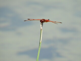 Amongst the Reeds