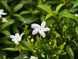 Mondokaki Flower (Tabernaemontana Divaricata) in the morning