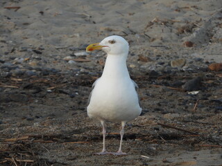 Obraz premium Beach Dweller