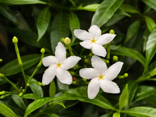 Mondokaki Flower (Tabernaemontana Divaricata) in the morning	