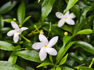 Mondokaki Flower (Tabernaemontana Divaricata) in the morning