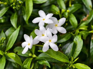 Mondokaki Flower (Tabernaemontana Divaricata) in the morning