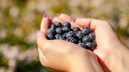 Hands gently cradle a pile of ripe blueberries capturing the essence of the harvest season in a...