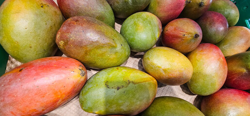 Fresh mangoes of various sizes and colors, including green, yellow, and red, arranged closely on a woven mat. Natural texture and ripeness. mango, fruit;
