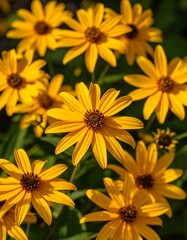 Bright yellow flowers, close-up